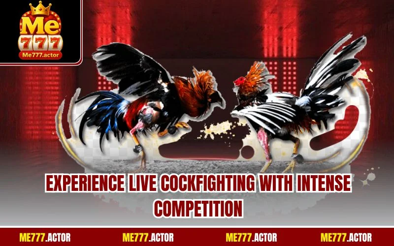 Experience live cockfighting with intense competition